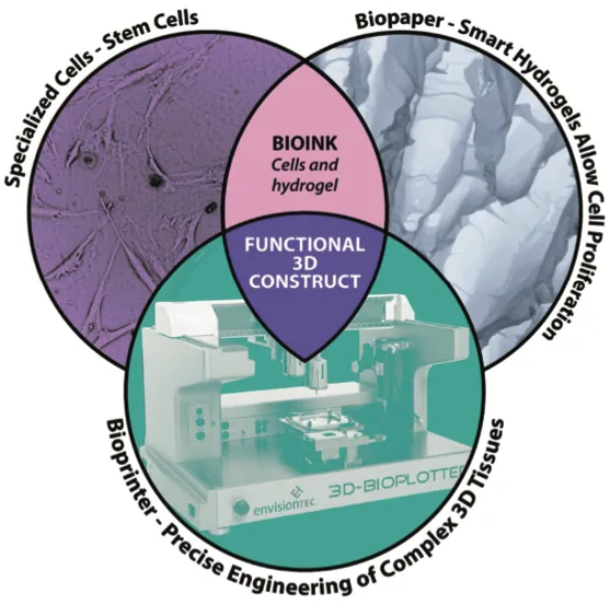 Figure: Functional 3D constructs can be fabricated through careful control of the (1) ‘bioink’ (specialized cells + biopaper) and (2) the bioprinter.