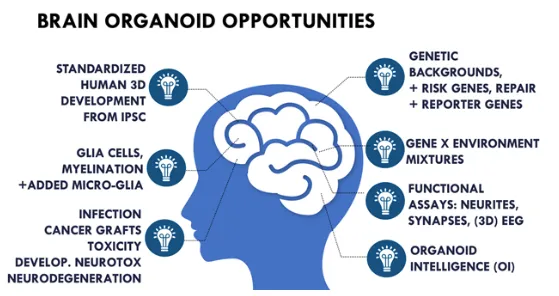 L. Smirnova, T. Hartung, The Promise and Potential of Brain Organoids.