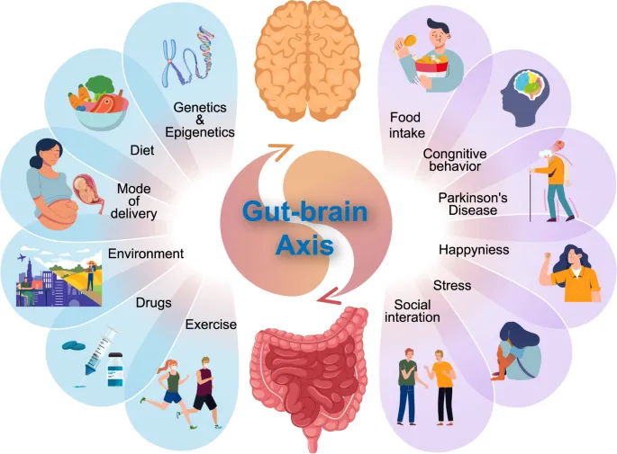 Figure: Bidirectional gut-brain axis interactions and the common factors contributing to the gut–brain activity