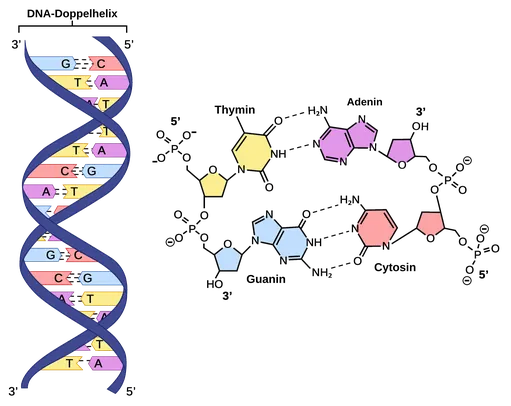BioRevolution #20 - DNA Language Model (DLM), image 2