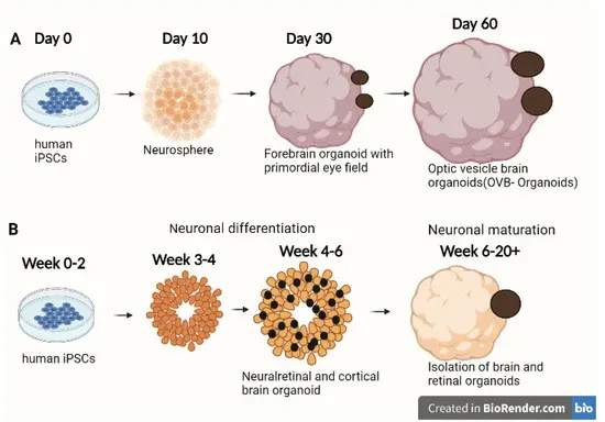 Arthur, P.; Muok, L.; Nathani, A.; Zeng, E.Z.; Sun, L.; Li, Y.; Singh, M. Bioengineering Human Pluripotent Stem Cell-Derived Retinal Organoids and Optic Vesicle-Containing Brain Organoids for Ocular Diseases.