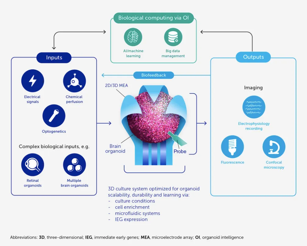 Smirnova, Lena, et al. “Organoid intelligence (oi): the new frontier in biocomputing and intelligence-in-a-dish”. Frontiers in Science, vol. 1, 2023.